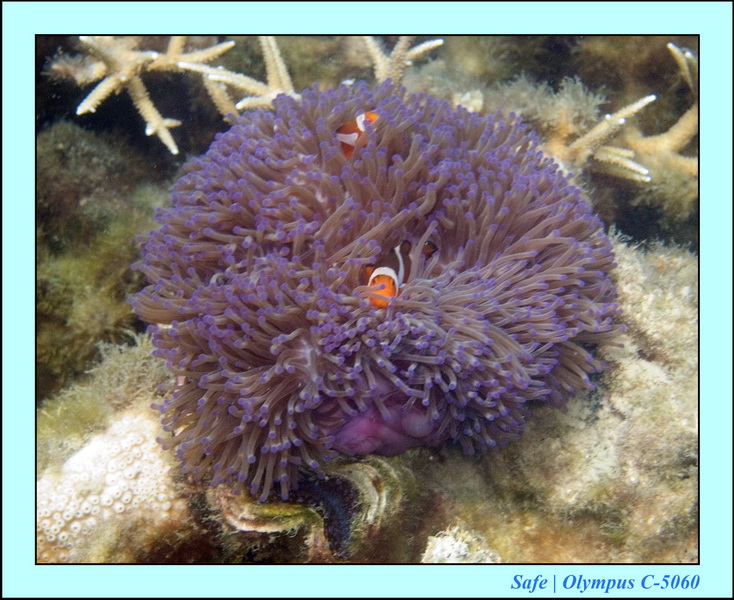 2006 - 07 - Perhentian - Plongee 216